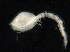  ( - UMBergen_NB_cuma67)  @11 [ ] CreativeCommons - Attribution Non-Commercial Share-Alike (2012) Natural History Collections, University of Bergen University of Bergen, Natural History Collections