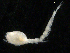  ( - UMBergen_NB_cuma70)  @13 [ ] CreativeCommons - Attribution Non-Commercial Share-Alike (2012) Natural History Collections, University of Bergen University of Bergen, Natural History Collections