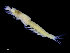  ( - UMBergen_NB_mysi13)  @11 [ ] CreativeCommons - Attribution Non-Commercial Share-Alike (2014) University of Bergen, Norway Natural History Collections, University of Bergen
