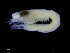  ( - UMBergen_NB_mysi16)  @11 [ ] CreativeCommons - Attribution Non-Commercial Share-Alike (2014) University of Bergen, Norway Natural History Collections, University of Bergen