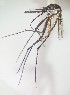  ( - IMR-Cu-17)  @11 [ ] by-nc-nd (2019) Janina Faraone Instituto de Medicina Regional- Entomology Area