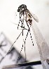  ( - IMR-Cu--29)  @11 [ ] by-nc-nd (2019) Debora Bangher Instituto de Medicina Regional- Entomology Area