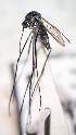 ( - IMR-Cu-30)  @11 [ ] by-nc-nd (2019) Debora Bangher Instituto de Medicina Regional- Entomology Area