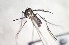  ( - IMR-Cu-32)  @11 [ ] by-nc-nd (2019) Debora Bangher Instituto de Medicina Regional- Entomology Area