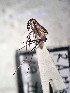  ( - IMR-Cu-35)  @11 [ ] by-nc-nd (2019) Debora Bangher Instituto de Medicina Regional- Entomology Area