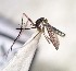  ( - IMR-Cu-61)  @11 [ ] by-nc-nd (2019) Debora Bangher Instituto de Medicina Regional- Entomology Area