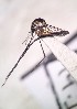  ( - IMR-Cu-62)  @11 [ ] by-nc-nd (2019) Debora Bangher Instituto de Medicina Regional- Entomology Area