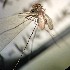 ( - IMR-Cu-86)  @11 [ ] by-nc-nd (2019) Debora Bangher Instituto de Medicina Regional- Entomology Area