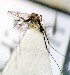  ( - IMR-Cu-87)  @11 [ ] by-nc-nd (2019) Debora Bangher Instituto de Medicina Regional- Entomology Area