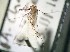  ( - IMR-Cu-89)  @11 [ ] by-nc-nd (2019) Debora Bangher Instituto de Medicina Regional- Entomology Area