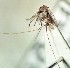  ( - IMR-Cu-90)  @11 [ ] by-nc-nd (2019) Debora Bangher Instituto de Medicina Regional- Entomology Area