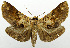  ( - CCDB-39378-B06)  @11 [ ] CreativeCommons - Attribution Share-Alike (2023) Unspecified Smithsonian Institution, National Museum of Natural History
