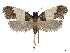  ( - CCDB-39378-C10)  @11 [ ] CreativeCommons - Attribution Share - Alike (2023) CBG Photography Group Centre for Biodiversity Genomics