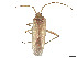  (Creontiades arizonae - CCDB-39378-F03)  @11 [ ] CreativeCommons - Attribution Share - Alike (2023) CBG Photography Group Centre for Biodiversity Genomics