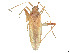  (Creontiades pallidifer - CCDB-39378-F10)  @11 [ ] CreativeCommons - Attribution Share - Alike (2023) CBG Photography Group Centre for Biodiversity Genomics