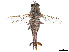  ( - CCDB-45177-B12)  @11 [ ] CreativeCommons - Attribution Share - Alike (2023) CBG Photography Group Centre for Biodiversity Genomics
