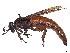  ( - CCDB-45177-F04)  @11 [ ] CreativeCommons - Attribution Share - Alike (2023) CBG Photography Group Centre for Biodiversity Genomics