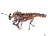  ( - CCDB-45177-F06)  @11 [ ] CreativeCommons - Attribution Share - Alike (2023) CBG Photography Group Centre for Biodiversity Genomics