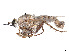  ( - CCDB-45177-F09)  @11 [ ] CreativeCommons - Attribution Share - Alike (2023) CBG Photography Group Centre for Biodiversity Genomics