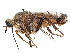  ( - CCDB-45177-F10)  @11 [ ] CreativeCommons - Attribution Share - Alike (2023) CBG Photography Group Centre for Biodiversity Genomics