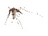  (Anopheles apicimacula - CCDB-45178-A04)  @11 [ ] CreativeCommons - Attribution Share - Alike (2024) CBG Photography Group Centre for Biodiversity Genomics