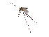  (Anopheles sergentii - CCDB-45178-A08)  @11 [ ] CreativeCommons - Attribution Share - Alike (2024) CBG Photography Group Centre for Biodiversity Genomics