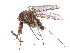  (Aedes punctodes - CCDB-45178-D01)  @11 [ ] CreativeCommons - Attribution Share - Alike (2024) CBG Photography Group Centre for Biodiversity Genomics