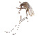  (Anopheles homunculus - CCDB-45178-D05)  @11 [ ] CreativeCommons - Attribution Share - Alike (2024) CBG Photography Group Centre for Biodiversity Genomics