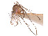 ( - CCDB-45178-H05)  @11 [ ] CreativeCommons - Attribution Share - Alike (2024) CBG Photography Group Centre for Biodiversity Genomics