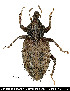  ( - JHAR01558-0101)  @11 [ ] Copyright (2021) Unspecified Centre de Cooperation Internationale en Recherche Agronomique pour le Developpement