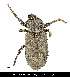  ( - JHAR02358-0101)  @11 [ ] Copyright (2021) Unspecified Centre de Cooperation Internationale en Recherche Agronomique pour le Developpement