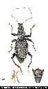  (Systates sp - JHAR01605-0101)  @11 [ ] Copyright (2021) Unspecified Centre de Cooperation Internationale en Recherche Agronomique pour le Developpement