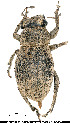  (Protostrophus - JHAR02057-0101)  @11 [ ] Copyright (2021) Unspecified Centre de Cooperation Internationale en Recherche Agronomique pour le Developpement