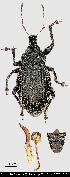  (Eremnus gyrosicollis - JHAR02371-0101)  @11 [ ] Copyright (2021) Unspecified Centre de Cooperation Internationale en Recherche Agronomique pour le Developpement