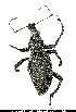 ( - JHAR00905-0101)  @11 [ ] Copyright (2021) Unspecified Centre de Cooperation Internationale en Recherche Agronomique pour le Developpement