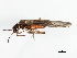  (Nemoura sahlbergi - 09CUSTO-035)  @14 [ ] CreativeCommons - Attribution (2009) Unspecified Centre for Biodiversity Genomics