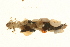  ( - 09CUTLV-273)  @12 [ ] CreativeCommons - Attribution (2009) Unspecified Centre for Biodiversity Genomics