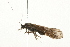  ( - 09CUTRI-007)  @12 [ ] CreativeCommons - Attribution (2009) Unspecified Centre for Biodiversity Genomics