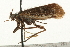  (Lenarchus fautini - 08CUTRI-012)  @13 [ ] CreativeCommons - Attribution (2009) Unspecified Centre for Biodiversity Genomics