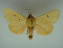  (Leocyma vates - KLM Lep 01393)  @13 [ ] CreativeCommons - Attribution Non-Commercial Share-Alike (2014) Christian Wieser Landesmuseum Kärnten