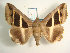  ( - KLM Lep 01830)  @13 [ ] CreativeCommons - Attribution Non-Commercial Share-Alike (2014) Christian Wieser Landesmuseum Kärnten