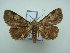  ( - KLM Lep 01889)  @14 [ ] CreativeCommons - Attribution Non-Commercial Share-Alike (2014) Christian Wieser Landesmuseum Kärnten