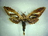  ( - KLM Lep 00438)  @13 [ ] CreativeCommons - Attribution Non-Commercial Share-Alike (2012) Christian Wieser Landesmuseum Kärnten
