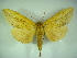  (Saliocleta ochracaea - KLM Lep 00446)  @14 [ ] CreativeCommons - Attribution Non-Commercial Share-Alike (2012) Christian Wieser Landesmuseum Kärnten