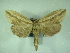  (Saliocleta postica - KLM Lep 00468)  @13 [ ] CreativeCommons - Attribution Non-Commercial Share-Alike (2012) Christian Wieser Landesmuseum Kärnten