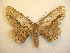  ( - KLM Lep 00667)  @13 [ ] CreativeCommons - Attribution Non-Commercial Share-Alike (2013) Christian Wieser Landesmuseum Kärnten