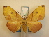  ( - KLM Lep 00679)  @14 [ ] CreativeCommons - Attribution Non-Commercial Share-Alike (2013) Peter Huemer Landesmuseum Kärnten