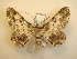  ( - KLM Lep 00734)  @13 [ ] CreativeCommons - Attribution Non-Commercial Share-Alike (2013) Peter Huemer Landesmuseum Kärnten