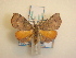  ( - KLM Lep 00751)  @12 [ ] CreativeCommons - Attribution Non-Commercial Share-Alike (2013) Peter Huemer Landesmuseum Kärnten