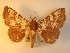  ( - KLM Lep 00981)  @13 [ ] CreativeCommons - Attribution Non-Commercial Share-Alike (2013) Peter Huemer Tiroler Landesmuseum Ferdinandeum